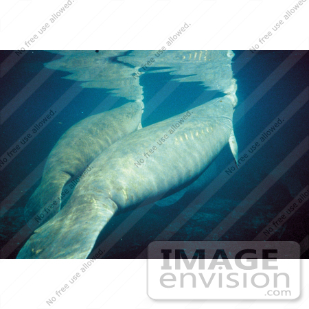 #15596 Picture of West Indian Manatees (Trichechus manatus) by JVPD