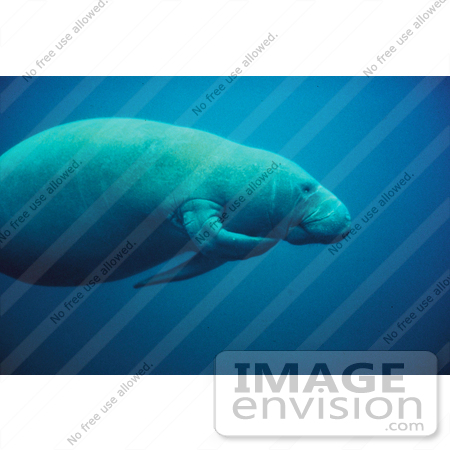 #15597 Picture of a Scratching West Indian Manatee (Trichechus manatus) by JVPD
