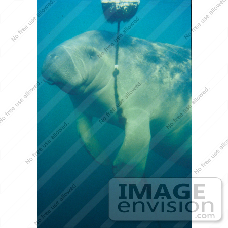 #15598 Picture of a West Indian Manatee (Trichechus manatus) Playing With a Rope by JVPD