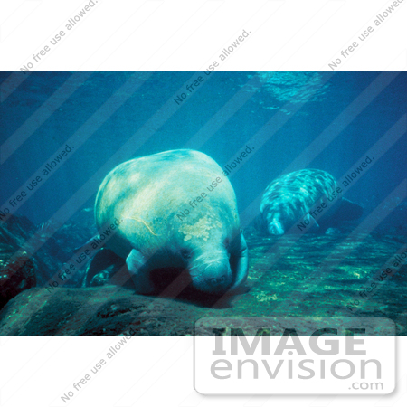 #15599 Picture of a West Indian Manatee (Trichechus manatus) by JVPD