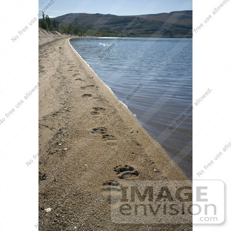 #15601 Picture of Grizzly Bear Tracks, Sithylemenkat Lake, Kanuti National Wildlife Refuge by JVPD