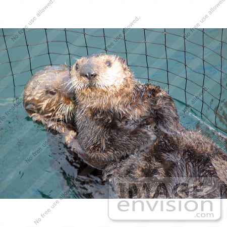 #15603 Picture of Sea Otters, Kalan (Enhydra lutris) Captured by JVPD