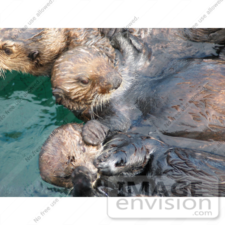 #15605 Picture of Sea Otters in Capture Pens by JVPD