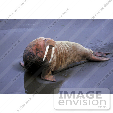 #15609 Picture of a Walrus (Odobenus rosmarus) on Wet Sand by JVPD