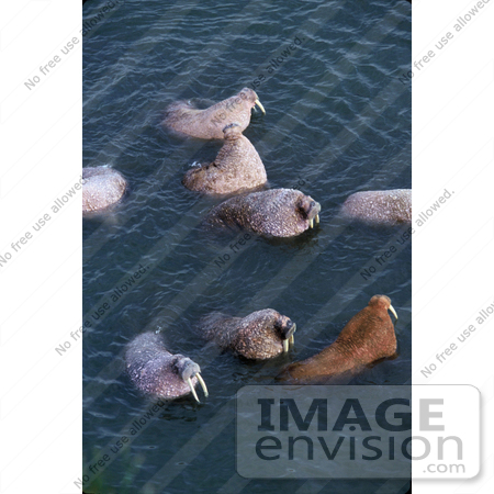 #15611 Picture of Walruses (Odobenus rosmarus) Swimming by JVPD