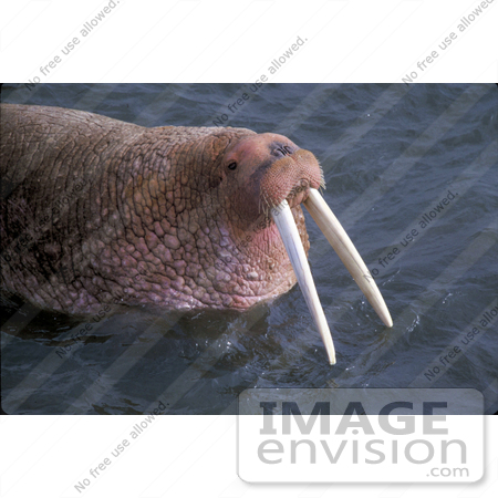 #15612 Picture of a Tusked Walrus (Odobenus rosmarus) by JVPD