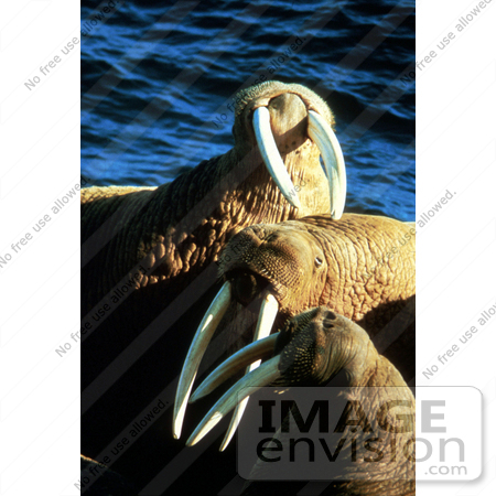 #15613 Picture of Walruses (Odobenus rosmarus) by JVPD