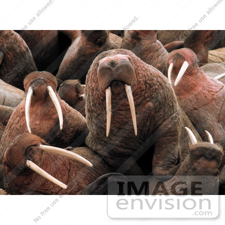 #15614 Picture of Walruses (Odobenus rosmarus) by JVPD