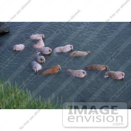 #15615 Picture of a Swimming Walrus Herd (Odobenus rosmarus) by JVPD