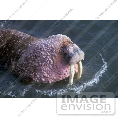 #15616 Picture of a Large Swimming Walrus (Odobenus rosmarus) by JVPD