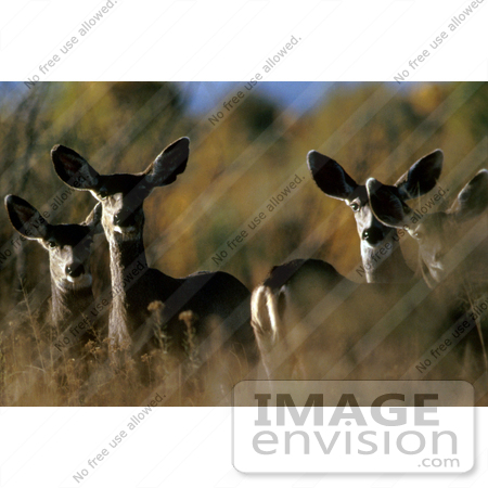 #15618 Picture of a Herd of Mule Deer (Odocoileus hemionus) by JVPD