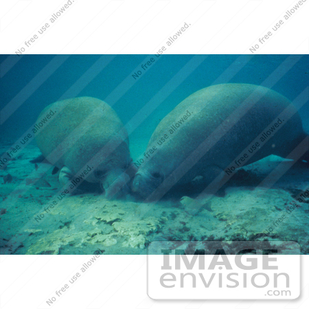 #15619 Picture of a West Indian Manatee (Trichechus manatus) Rooting in Sand by JVPD