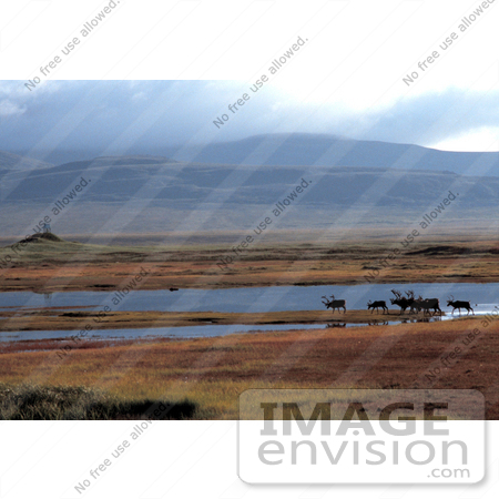 #15620 Picture of a Caribou Reindeer (Rangifer tarandus) Herd by JVPD