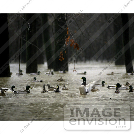 #15621 Picture of Mallard Ducks Having a Blast in Floody, Rainy Weather by JVPD