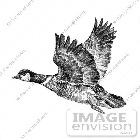 #15622 Picture of an Aleutian Canada Geese (Branta canadensis leucognaphalus) by JVPD