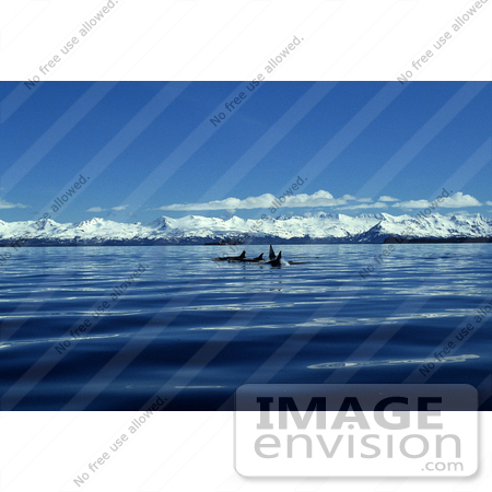 #15626 Picture of an Orca Killer Whale Pod (Orcinus orca), Alaska by JVPD