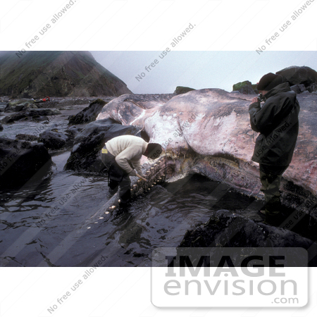 #15627 Picture of People Helping a Sperm Whale Beached on Shore by JVPD