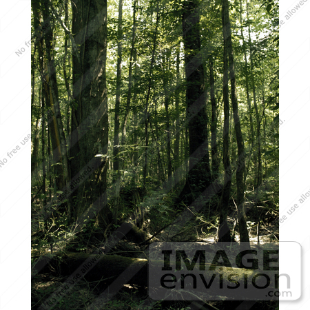 #15628 Picture of a Fallen and Standing Trees in a Forest in the Great Dismal Swamp by JVPD