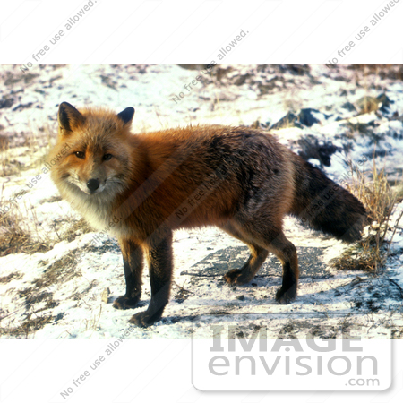 #15634 Picture of a Red Fox (Vulpes vulpes) in Snow by JVPD