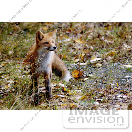 #15635 Picture of a Red Fox (Vulpes vulpes) in Potters Marsh, Alaska by JVPD