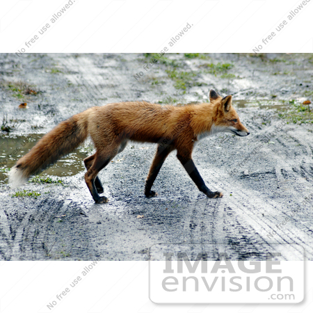 #15636 Picture of a Red Fox Crossing a Road in Potter’s Marsh, Alaska by JVPD