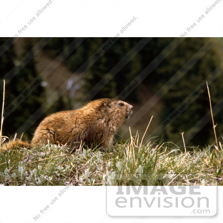 #15638 Picture of a Marmot Ground Squirrel by JVPD