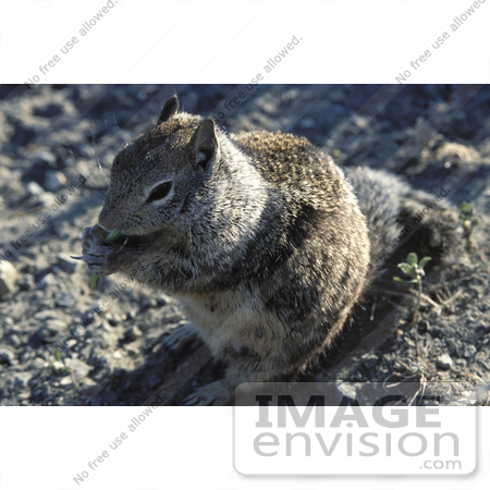 #15640 Picture of a Ground Squirrel Eating by JVPD