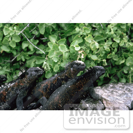 #15643 Picture of Three Marine Iguanas (Amblyrhynchus cristatus) by JVPD