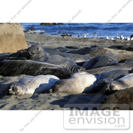 #15645 Picture of Elephant Seals Sunning on Shore by JVPD