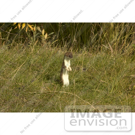 #15648 Picture of a Short-tailed Weasel, Ermine, Stoat (Mustela erminea) by JVPD