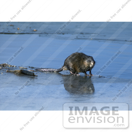 #15649 Picture of a Common Muskrat, Musquash, Swamp Bunny (Ondatra zibethicus) by JVPD