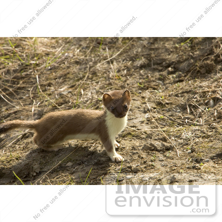 #15650 Picture of a Short-tailed Weasel Stoat Ermine (Mustela erminea) by JVPD
