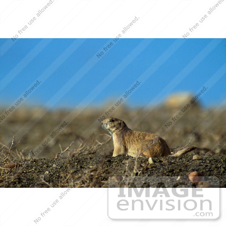 #15651 Picture of a Black-tailed Prairie Dog (Cynomys ludovicianus) by JVPD