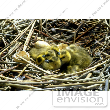 #15655 Picture of Canada Goose Gosling Chicks in a Nest With Broken Eggs by JVPD