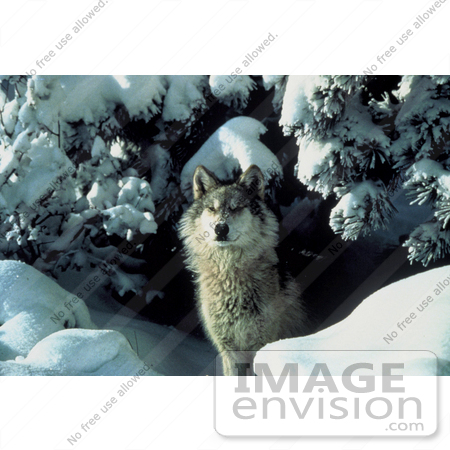 #15657 Picture of a Gray Wolf (Canis Lupus) Coming Out From Under a Tree by JVPD