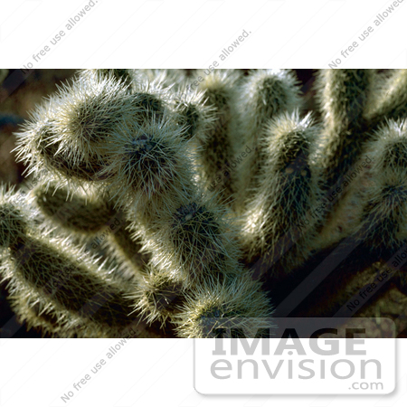 #15658 Picture of a Teddy Bear Cholla Cactus (Opuntia bigelovii) by JVPD