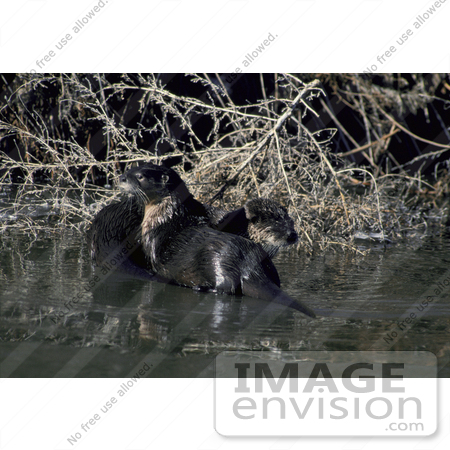 #15660 Picture of Two River Otters (Lontra canadensis) by JVPD