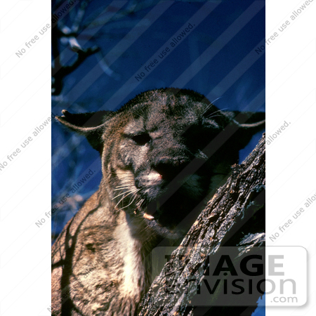 #15662 Picture of a Florida Panther (Puma concolor) in a Tree by JVPD
