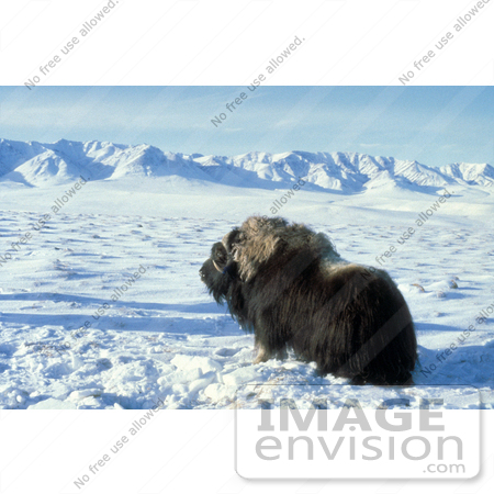 #15663 Picture of a Musk Ox, Muskox (Ovibos moschatus) by JVPD