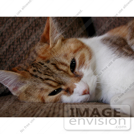 #157 Photo of a Tired Calico Cat by Jamie Voetsch