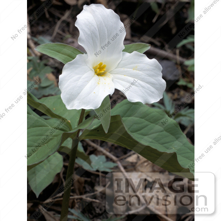 #15732 Picture of Large Flowered Trillium (Trillium grandiflorum) Flower by JVPD
