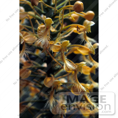 #15735 Picture of Yellow Fringed Orchids (Habenaria ciliaris) by JVPD