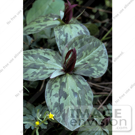 #15736 Picture of Sessile-flowered Wake-robin, Toadshade (Trillium sessile) by JVPD