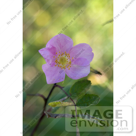 #15738 Picture of Wild Rose, Prickly Rose, Arctic Rose (Rosa acicularis) by JVPD