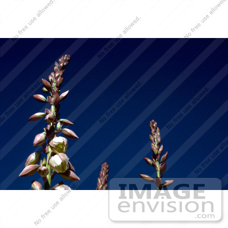 #15739 Picture of Yucca Flowers Against a Dark Blue Sky by JVPD
