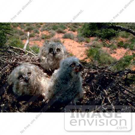 #15740 Picture of Great Horned Owl Chicks in a Nest by JVPD