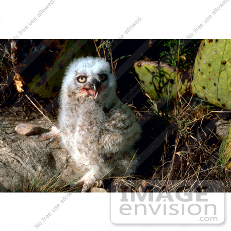 #15741 Picture of a Great Horned Owl Chick by a Cactus by JVPD