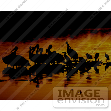 #15743 Picture of Pelicans Wading at Sunrise, J. N. Ding Darling National Wildlife Refuge by JVPD