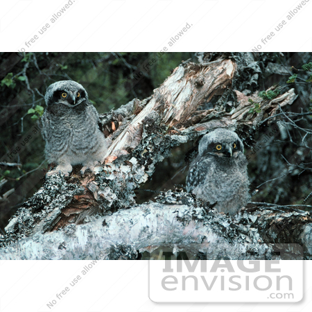 #15745 Picture of Northern Hawk Owl Chicks (Surnia ulula) by JVPD