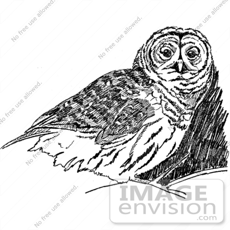 #15746 Picture of an Owl Illustration by JVPD